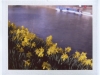 Daffodils on St Davids Day Bath